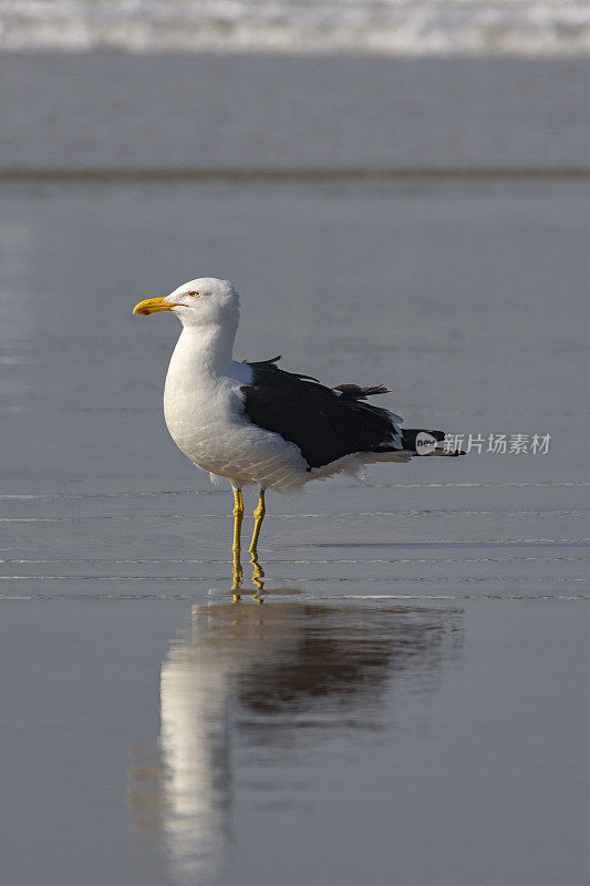 海鸥(Larus dominicanus)